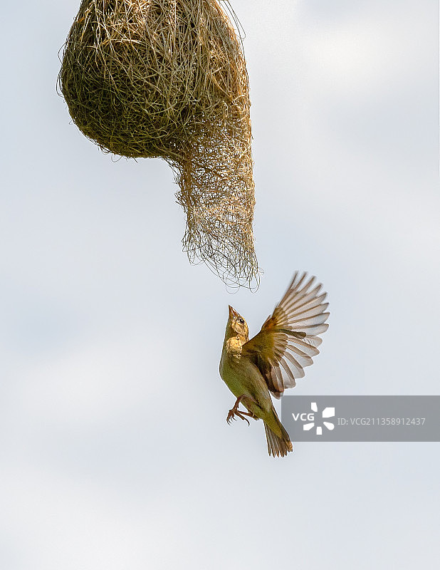 低角度拍摄在天空下飞翔的鸟群，越南图片素材