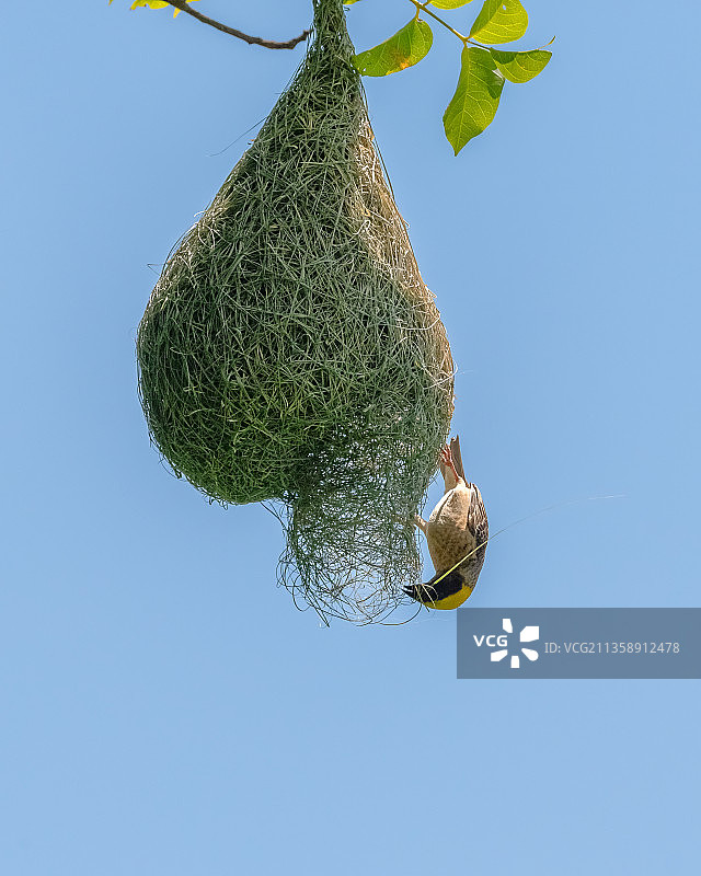 仰视：织雀悬挂在树上，背景是蔚蓝的天空，越南图片素材