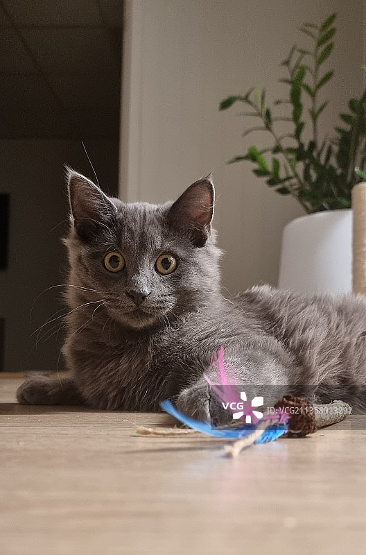 猫咪居家坐在硬木地板上的肖像图片素材