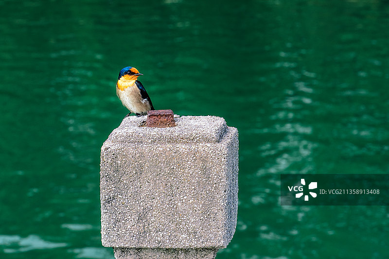 栖息在木桩上的鸣禽特写，中国台湾图片素材