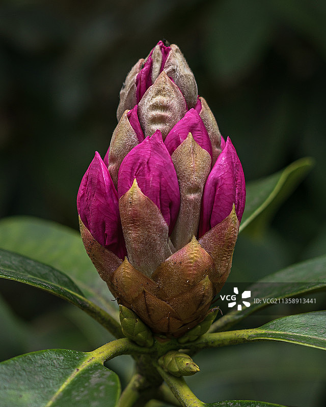 粉红色玫瑰花的特写图片素材