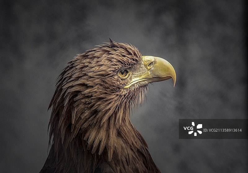 特写：秃鹰，俄罗斯图片素材