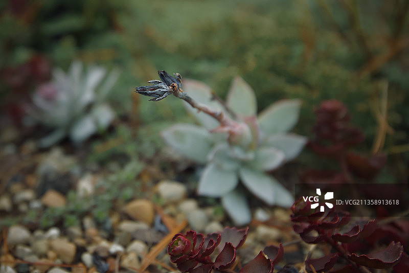 美国伊利诺伊州惠顿植物上的昆虫特写图片素材