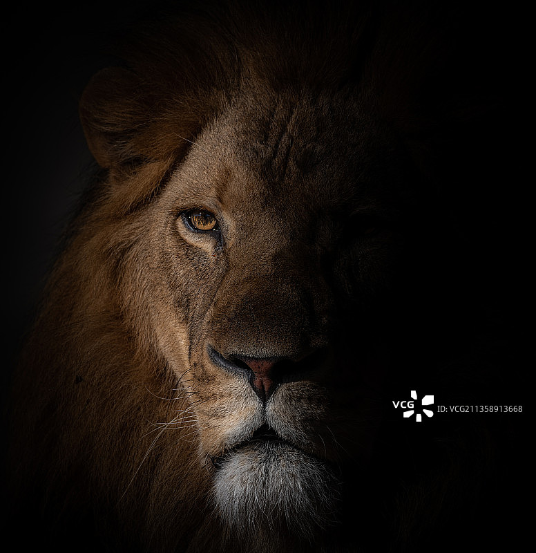 美国狮子特写图片素材