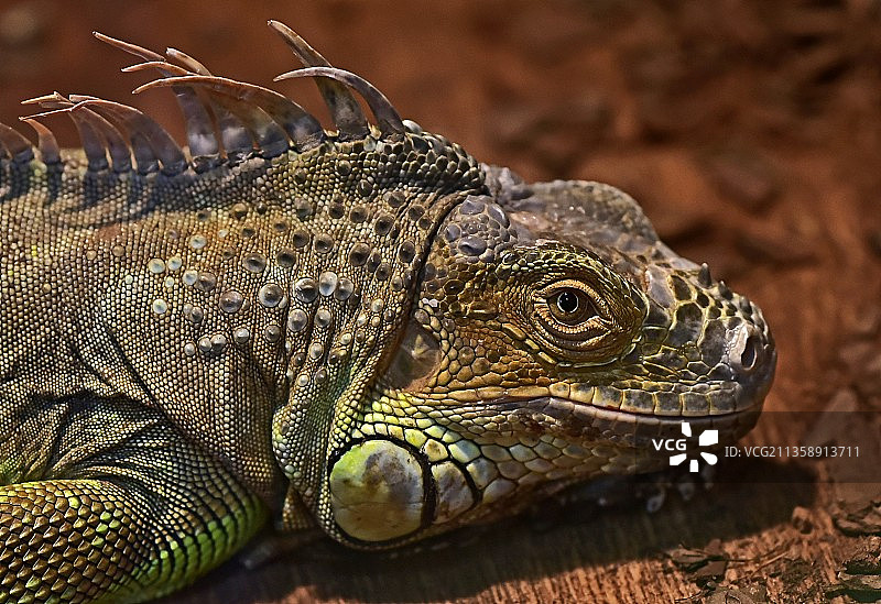 俄罗斯Reutov岩石上的绿色鬣蜥特写图片素材