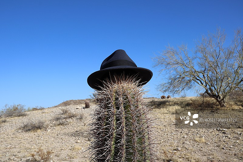 蓝天下仙人掌的低角度视图图片素材