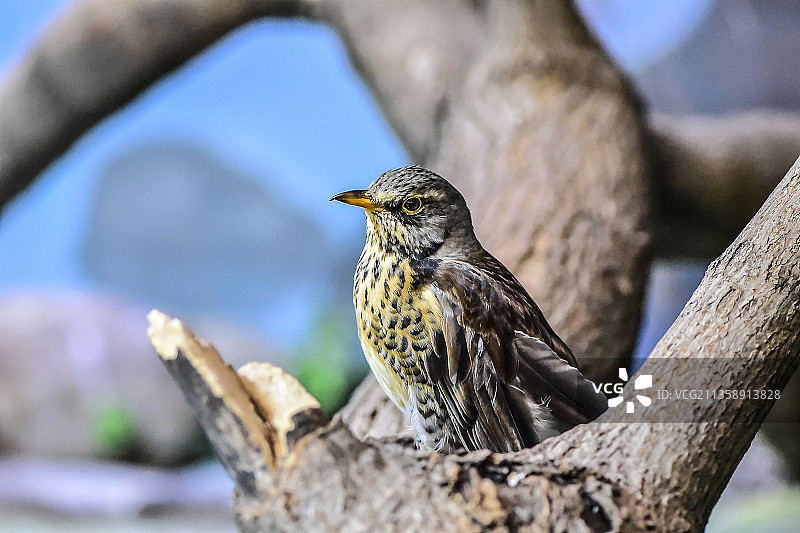 特写：俄罗斯莫斯科，栖息在树枝上的歌鸫图片素材