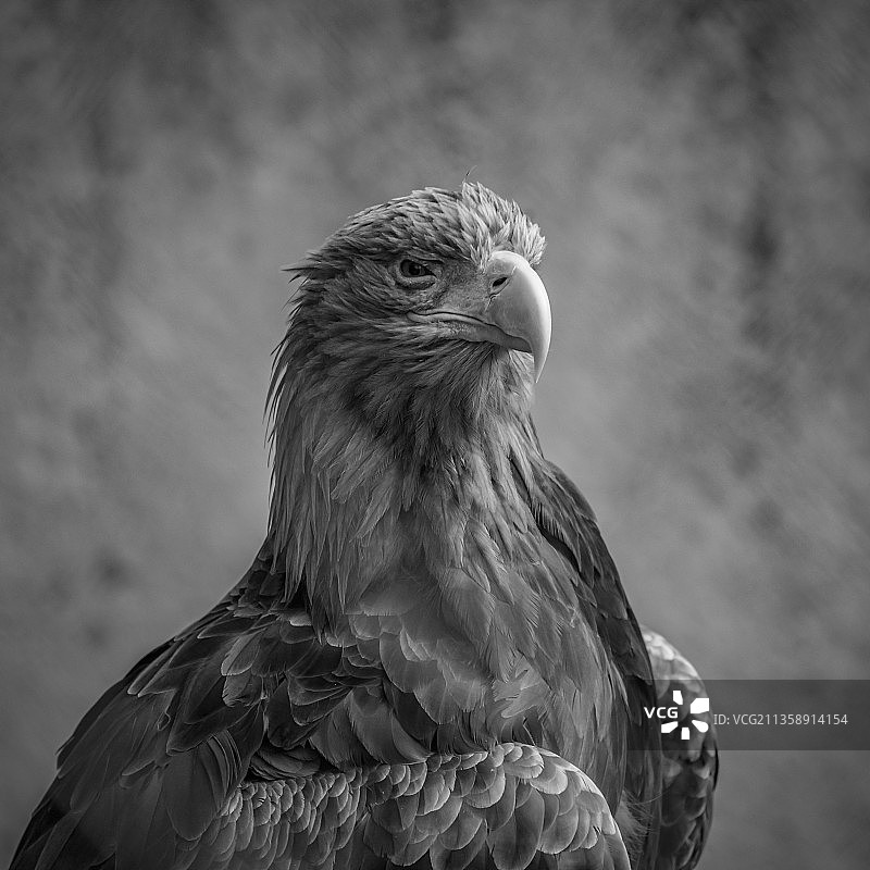 特写：秃鹰，俄罗斯图片素材