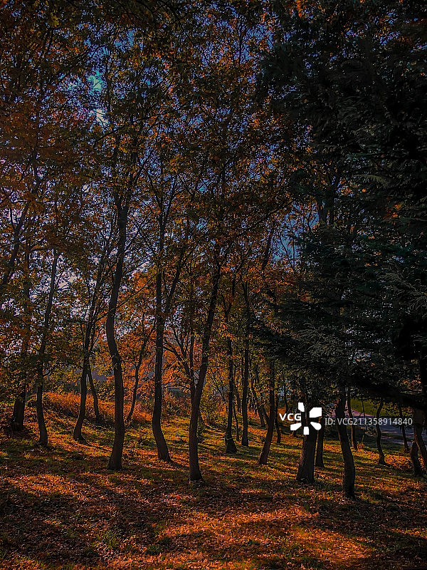 秋季土耳其萨姆松森林树木图片素材