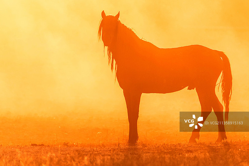 日落时分，马匹站在田野上的侧视图图片素材