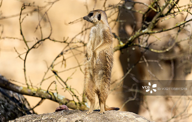 瑞士树干上的松鼠特写图片素材