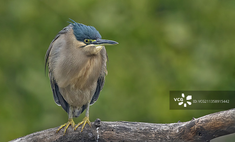 苍鹭栖息在树枝上特写，Keoladeo国家公园，印度图片素材