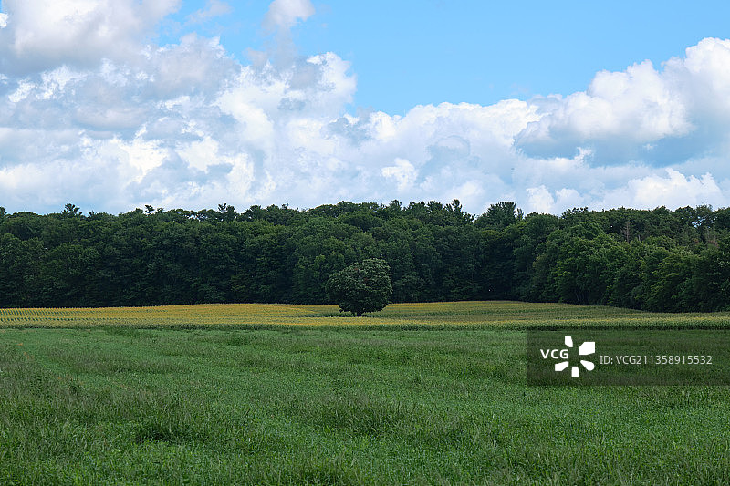 加拿大安大略省爱德华王子县田野树木的迷人景色图片素材