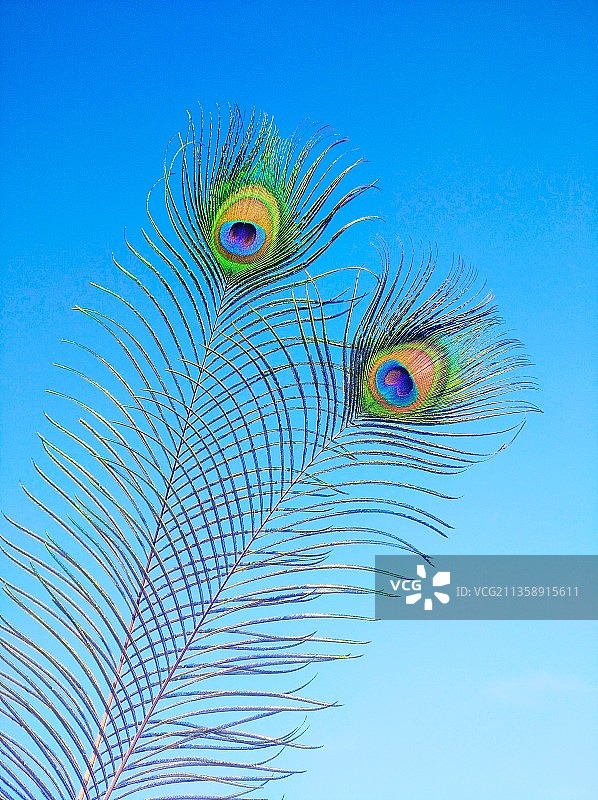 摩洛哥丹吉尔，以湛蓝天空为背景的孔雀特写图片素材