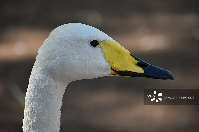 美国亚利桑那州大天鹅特写图片素材