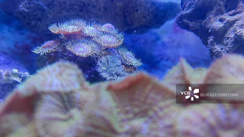 海洋珊瑚的特写镜头图片素材