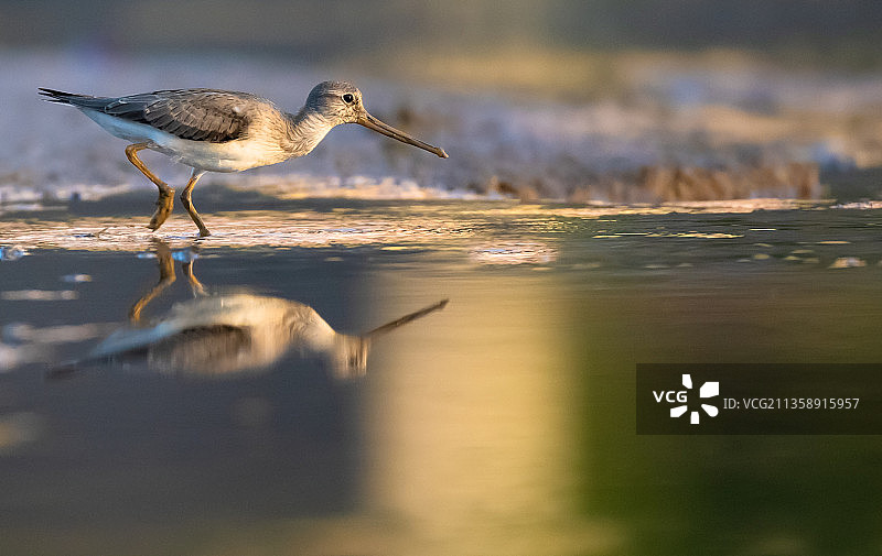 丘鹬栖息在海中特写图片素材