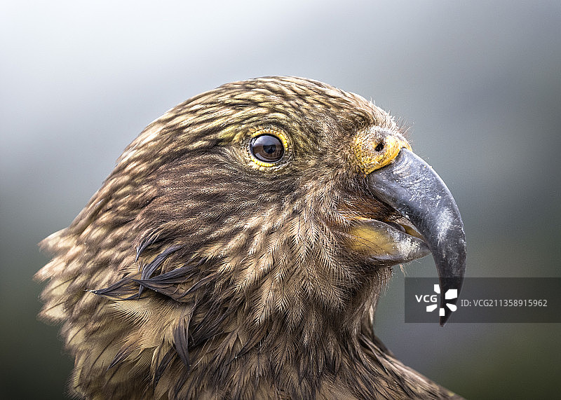 特写的鹰图片素材