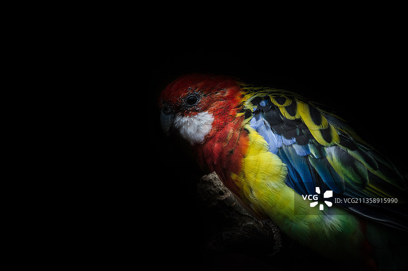 黑色背景鹦鹉特写图片素材