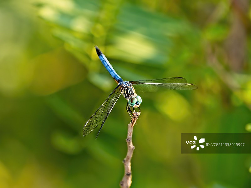 蜻蜓在植物上的特写，德克萨斯州，美国图片素材