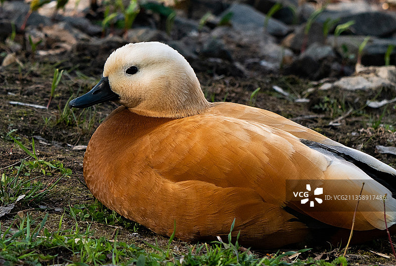田野上的红胸麻鸭特写图片素材