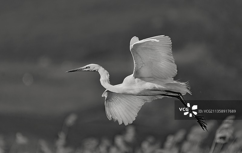 苍鹭在湖中飞行的特写图片素材