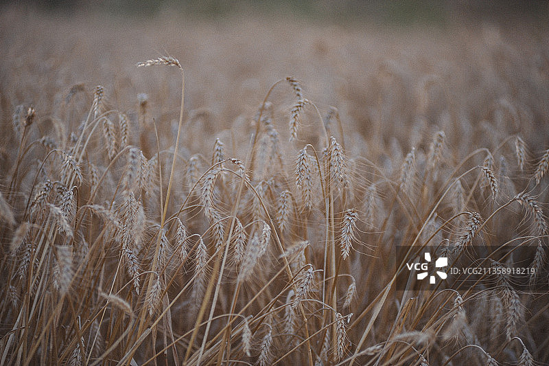 麦田特写图片素材