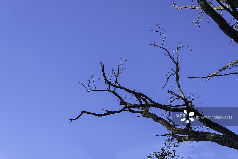 法国晴朗蓝天下光秃秃的树木仰视角度图片素材