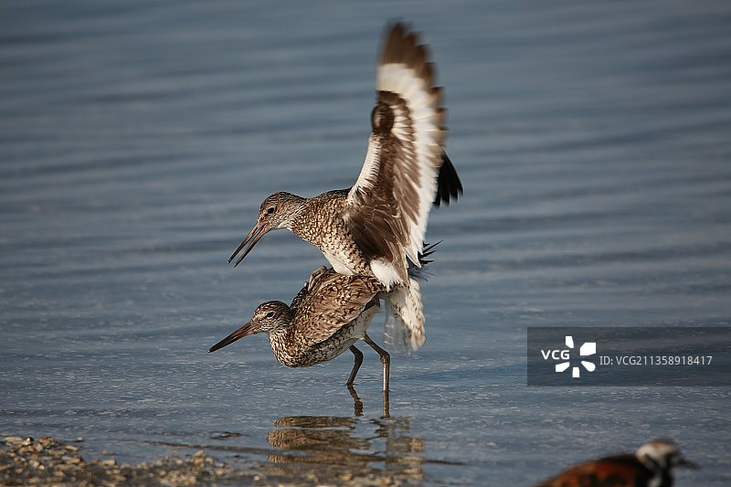 丘鹬飞过湖面特写图片素材