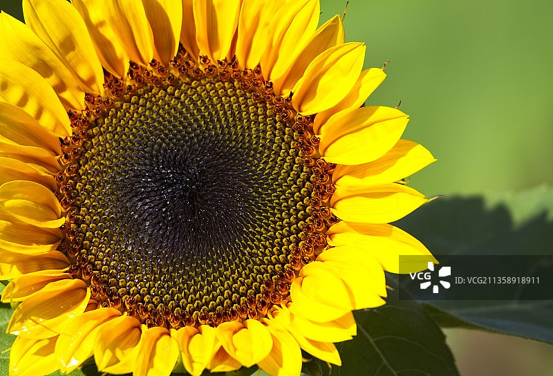 美国怀伊山的向日葵特写图片素材