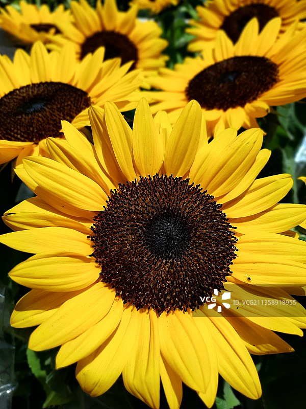 特写的向日葵图片素材