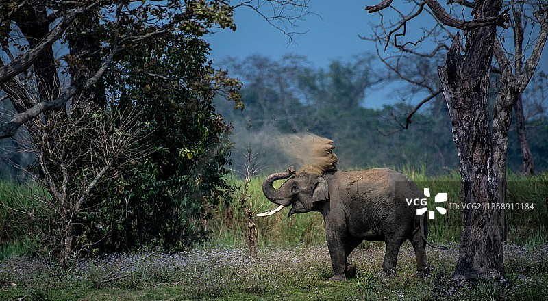 印度亚洲象在田野上行走图片素材