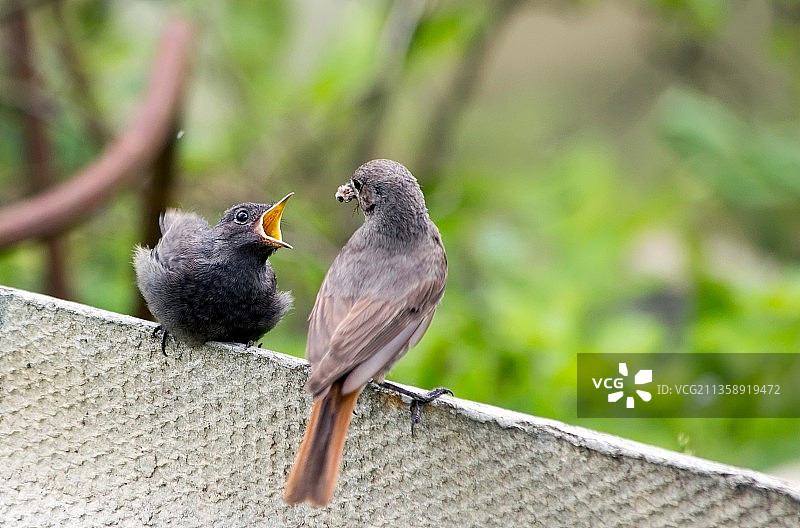 俄罗斯，栖息在栏杆上的鸟儿特写图片素材