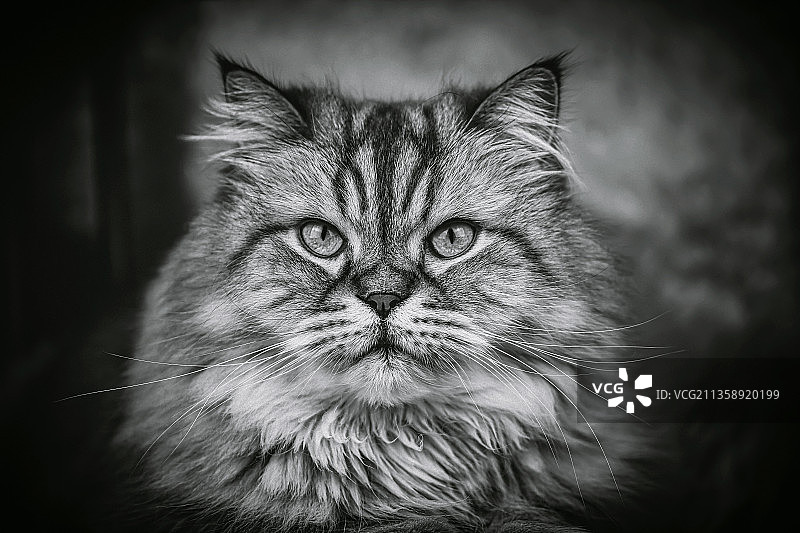 德国曼海姆猫咪特写图片素材