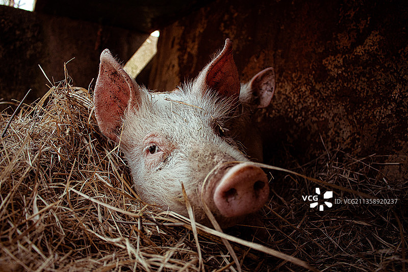 家猪高角度视图图片素材