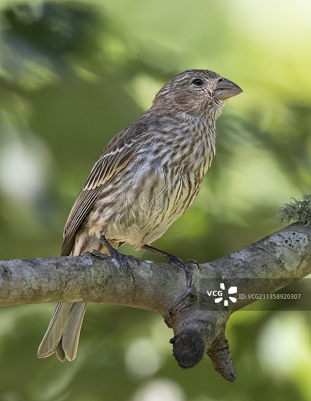 美国北卡罗来纳州凯里栖息在树枝上的鸣禽松雀特写图片素材