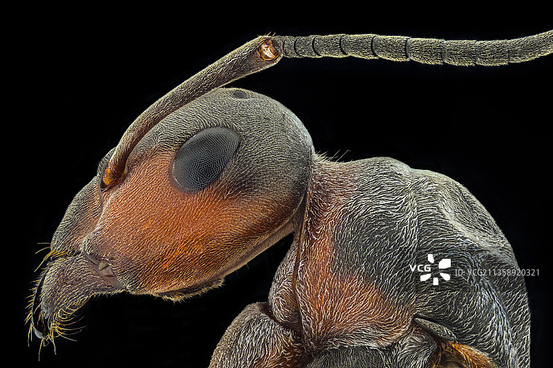 黑色背景下的蛇的特写图片素材