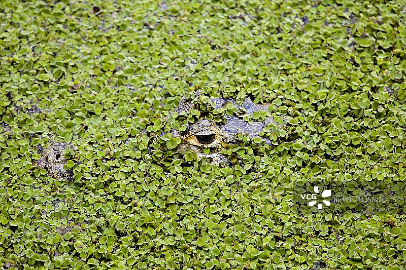 俯拍湖中青蛙，亚库马，玻利维亚图片素材