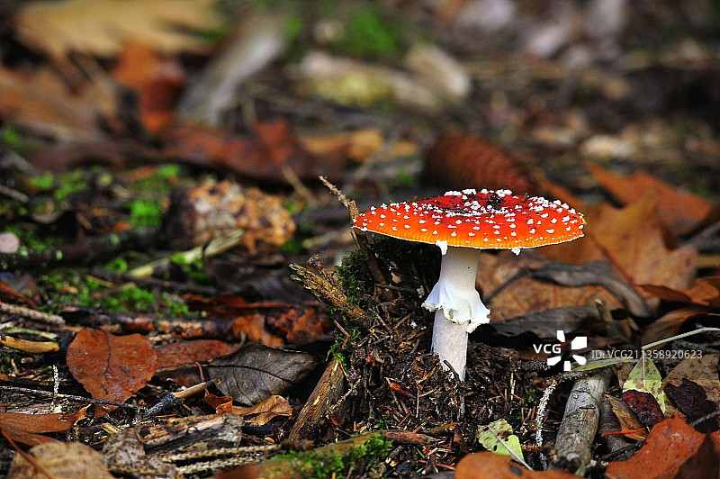 近距离苍蝇蘑菇在田野上图片素材