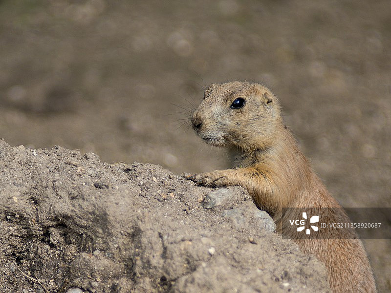 捷克共和国岩石上的黑色特写图片素材