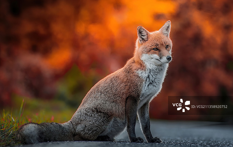 陆地上的红狐特写图片素材