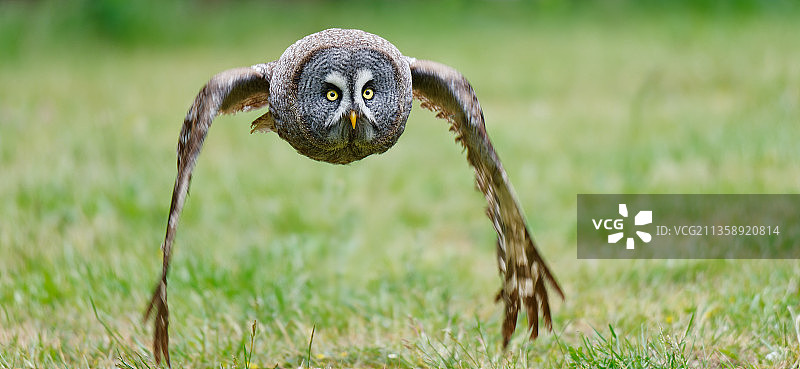 栖息在草地上的大灰猫头鹰的肖像图片素材
