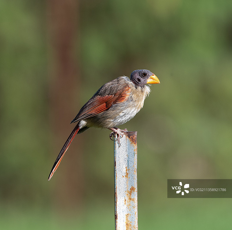 饶舌鸟栖息在木头上的特写，雪松拉皮兹，爱荷华州，美国图片素材