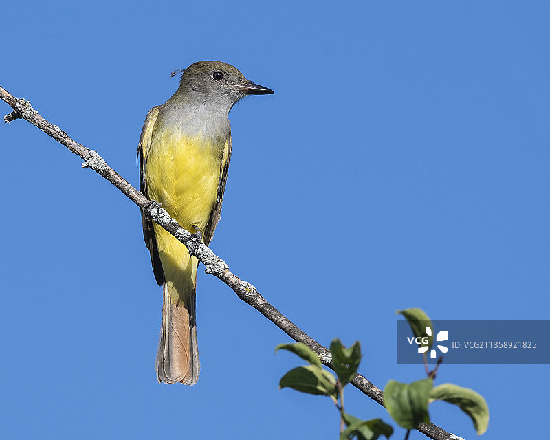 加拿大多伦多省渥太华市小鸣鹟栖息在树枝上的仰视景观图片素材