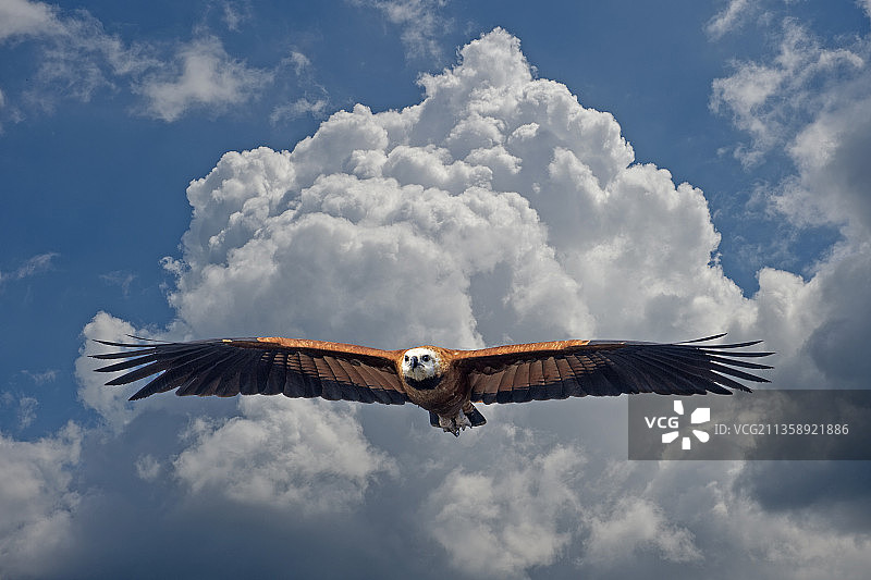巴西天空下飞翔的鹰仰视视角图片素材