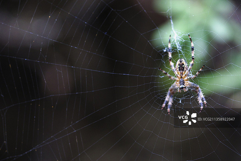 英国布伦特福德网上蜘蛛特写图片素材
