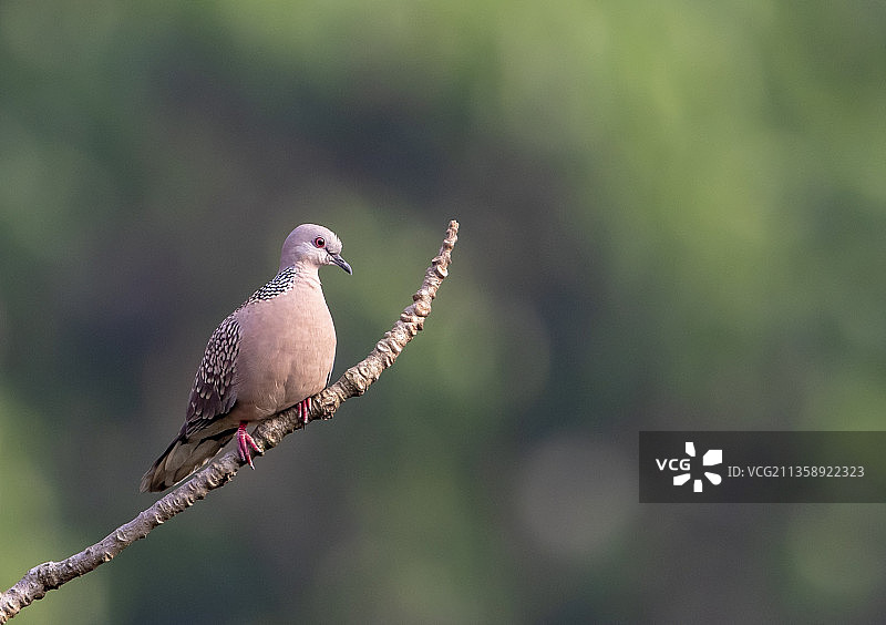 栖息在植物上的鸽子特写，萨乔里国家公园，孟加拉国图片素材