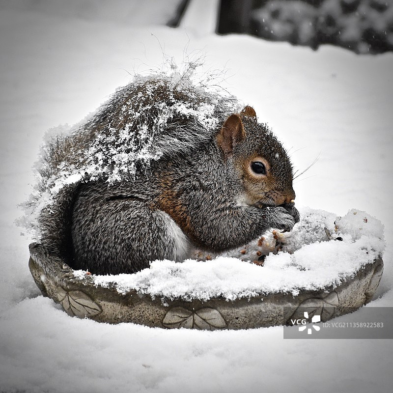 美国俄亥俄州哥伦布市雪地上的灰色松鼠特写图片素材