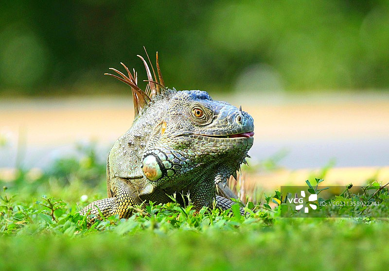 田野上的绿色鬣蜥特写图片素材