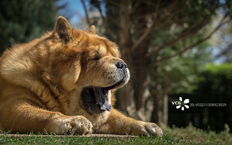 放松的松狮犬特写图片素材